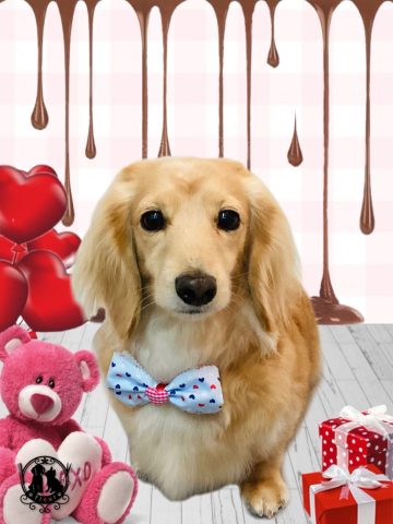 ミニチュアダックス