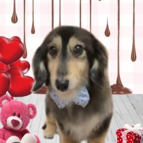 ミニチュアダックス