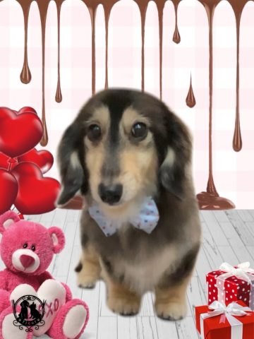 ミニチュアダックス