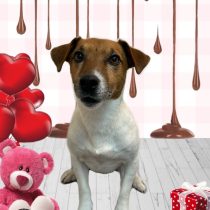 ジャックラッセルテリア