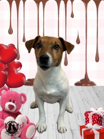 ジャックラッセルテリア