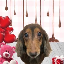 ミニチュアダックス