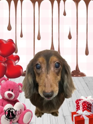 ミニチュアダックス