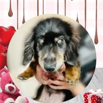 ミニチュアダックス