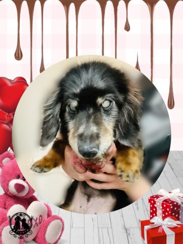 ミニチュアダックス