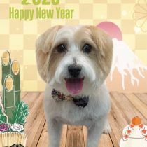 ジャックラッセルテリア