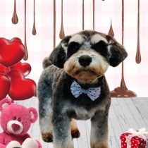 ミニチュアシュナウザー