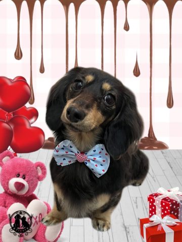 ミニチュアダックス