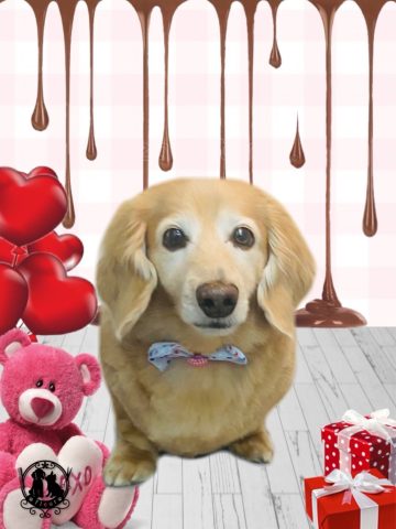 ミニチュアダックス