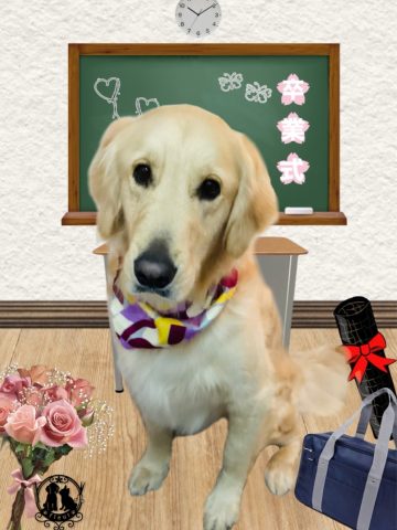 ゴールデンレトリバー