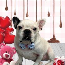 フレンチブルドッグ