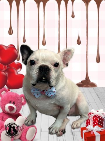 フレンチブルドッグ