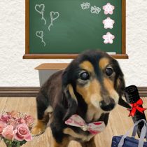 ミニチュアダックス