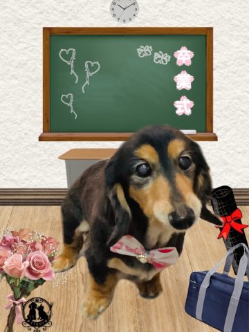 ミニチュアダックス