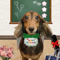 ミニチュアダックス