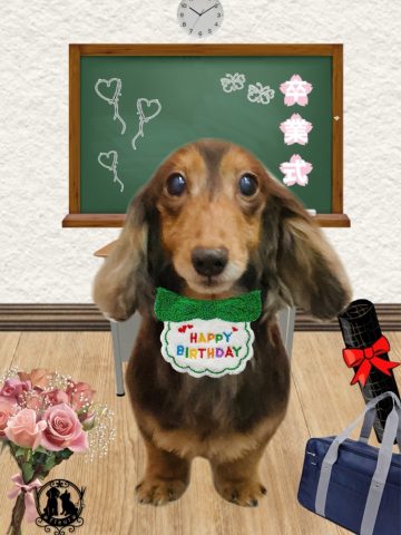 ミニチュアダックス