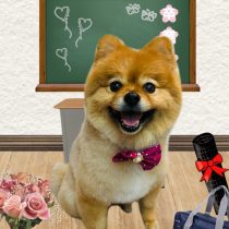 ポメラニアン