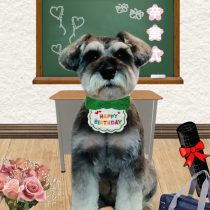 ミニチュアシュナウザー