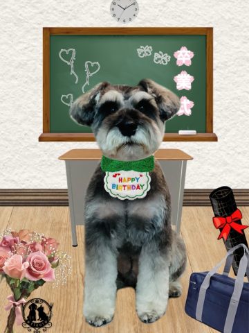 ミニチュアシュナウザー