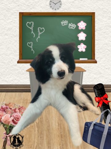 ボーダーコリー