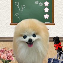 ポメラニアン