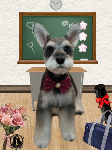 ミニチュアシュナウザー