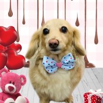 ミニチュアダックス