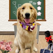 ゴールデンレトリバー