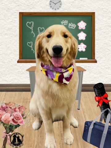 ゴールデンレトリバー