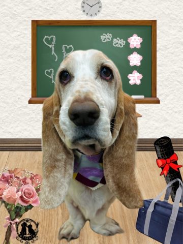 バセットハウンド