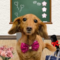 ミニチュアダックス