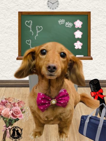 ミニチュアダックス