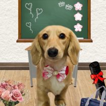 ミニチュアダックス