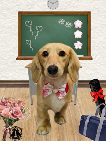 ミニチュアダックス