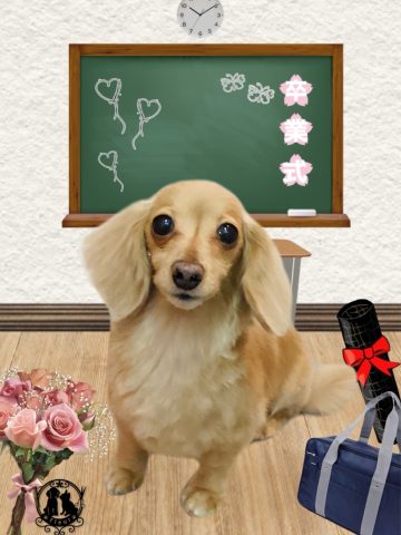 ミニチュアダックス