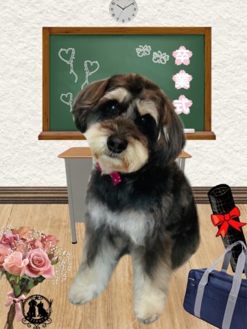 ミニチュアシュナウザー