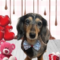 ミニチュアダックス