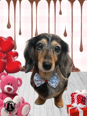 ミニチュアダックス