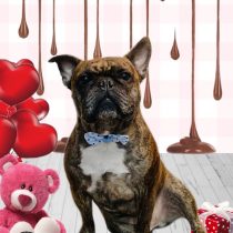 フレンチブルドッグ