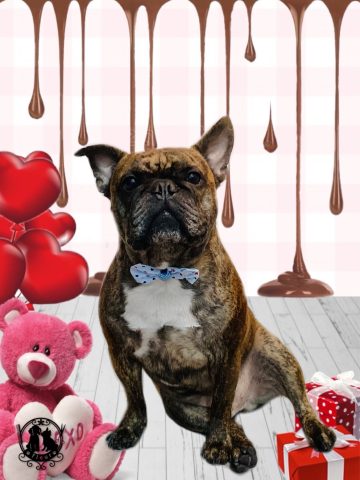 フレンチブルドッグ