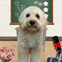 オーストラリアンラブラドゥードル