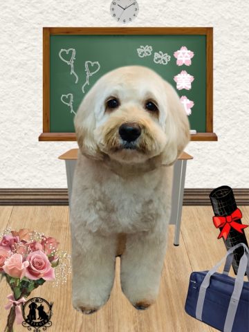 オーストラリアンラブラドゥードル