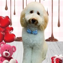 オーストラリアンラブラドゥードル