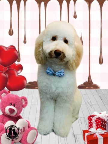 オーストラリアンラブラドゥードル