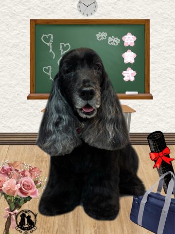 イングリッシュコッカースパニエル