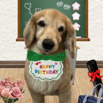 ミニチュアダックス