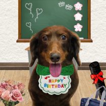 ミニチュアダックス