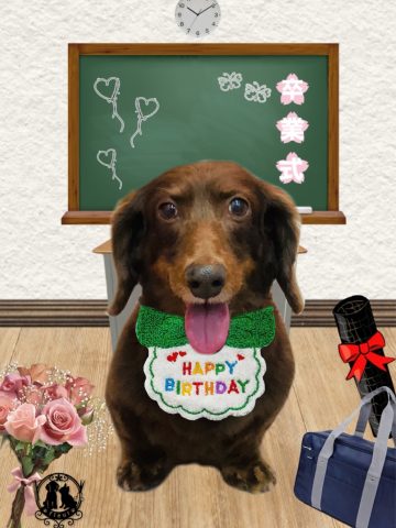 ミニチュアダックス