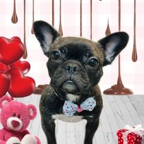 フレンチブルドッグ