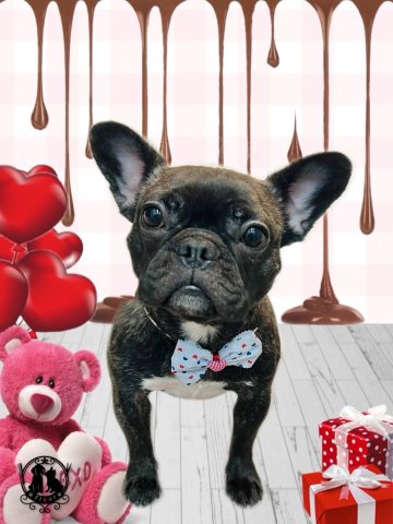 フレンチブルドッグ